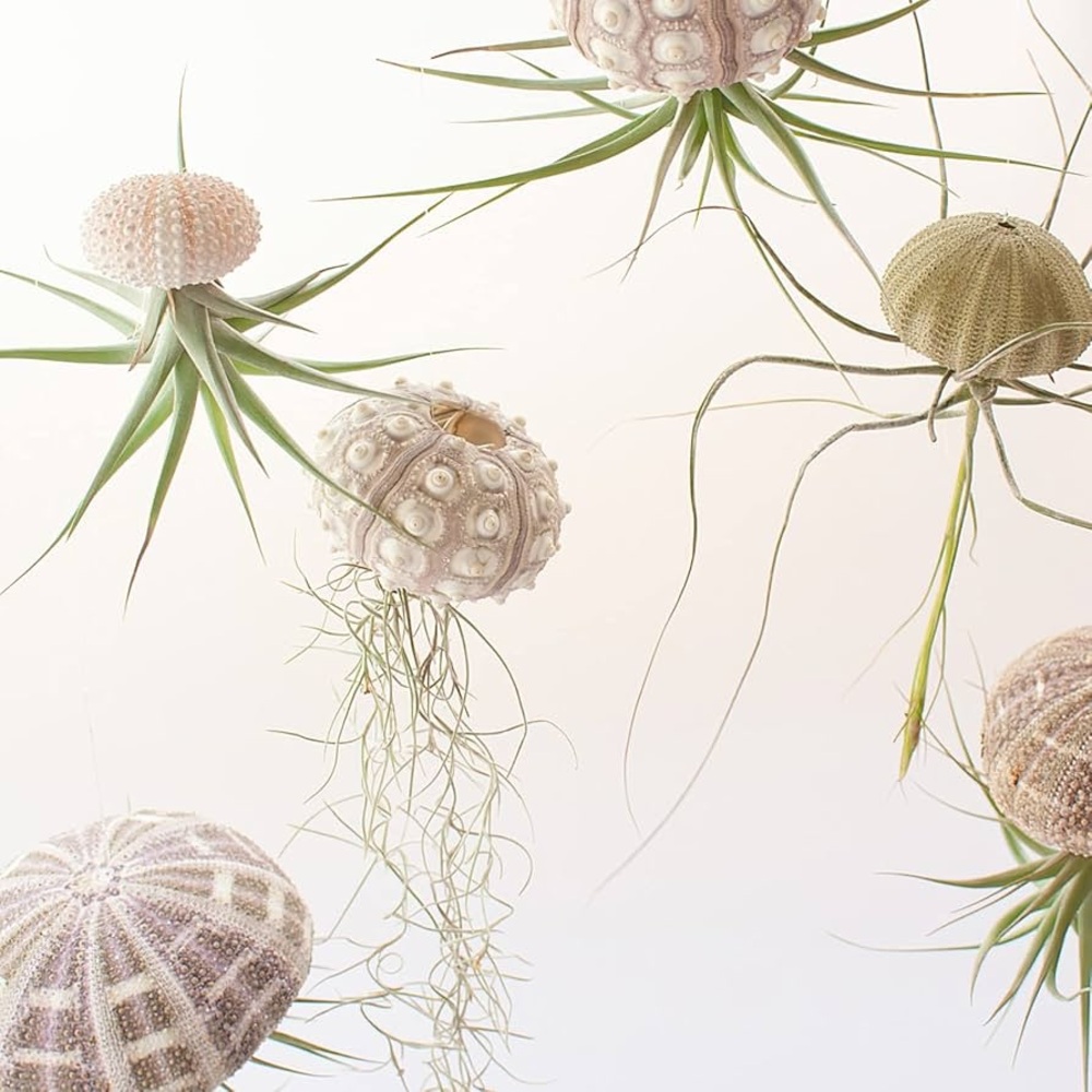 Sea Urchin Shells for Hanging Plant - Picture 7 of 9